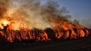 A wildfire burning brush