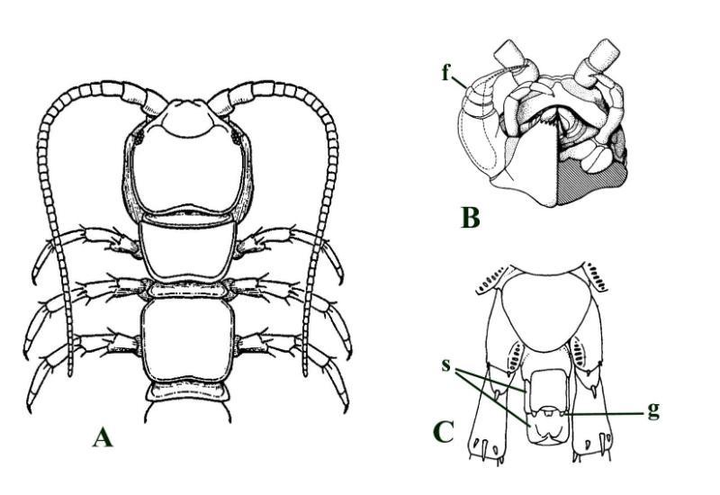 Line drawings of lithobiomorph centipedes (not shown to scale). A, dorsal view of Lithobius sp. showing head and anterior of body (based on Snodgrass 1952); B, ventral view of head of Lithobius forficatus showing the forcipules or 'poison claws' (f); C, ventral view of terminal trunk segments of a male Lithobius pilicornis showing genital segments (s) and gonopods (g) (after Lewis 1981).