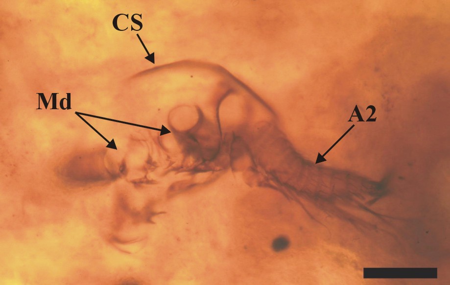 A single branchiopod larva or nauplius viewed from the anterior aspect (anterior-most portion of the head, first antennae and right (left as viewed) second antenna truncated by the thin section). For the meaning of the abbreviations see the insets below (scale bar = 100mm). Copyright owned by the University of Aberdeen.