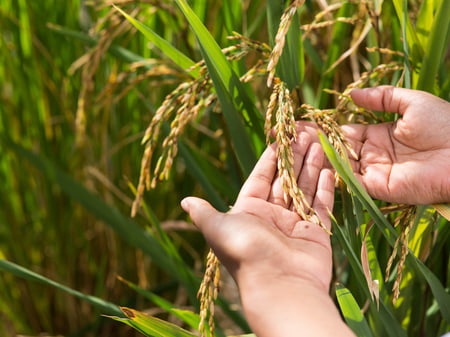 Rice growing