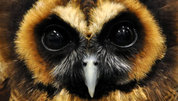 Zoology